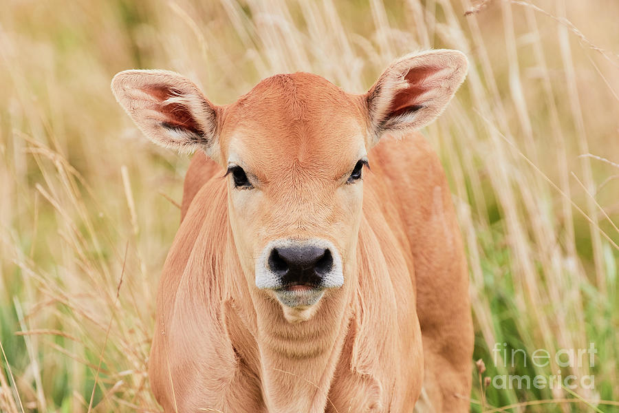 Calf in the high grass Photograph by Nick Biemans