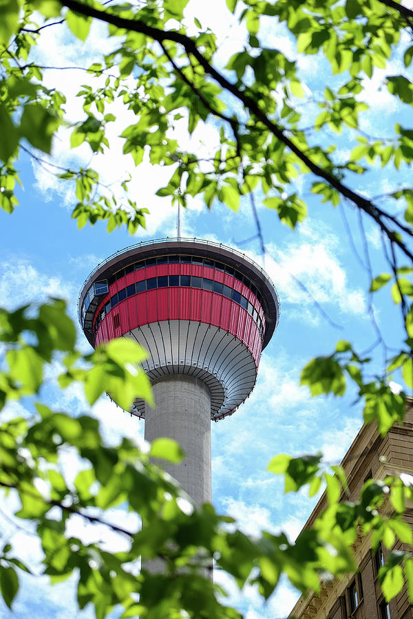 Calgary Tower Through Trees Photograph