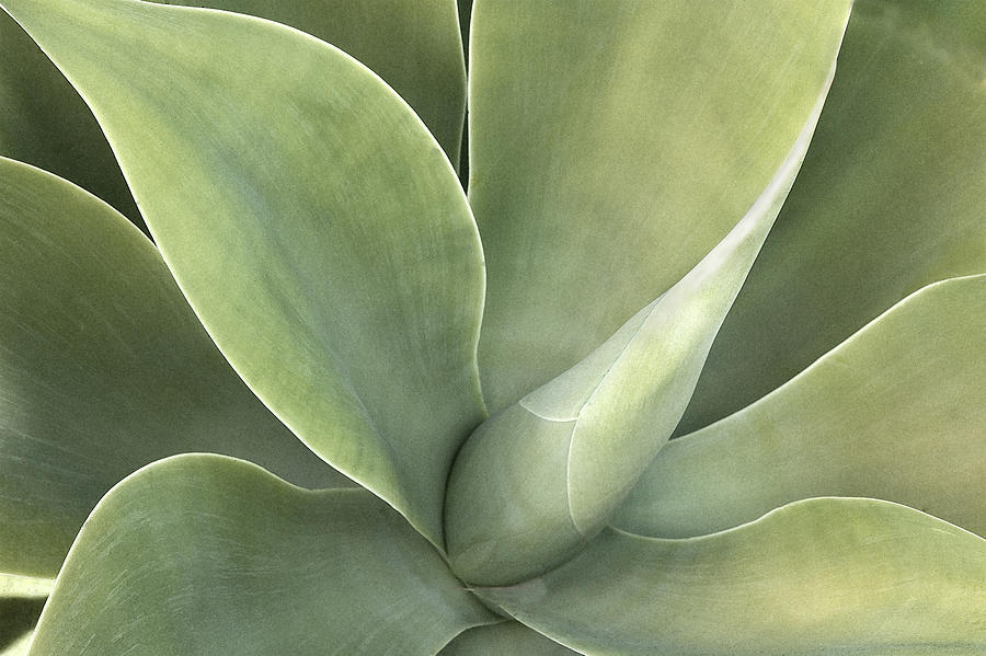 California Agave X100 Photograph by Rich Franco