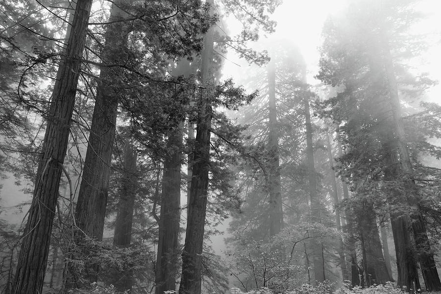 Cali Coast Redwoods BW Photograph by JustJeffAz Photography