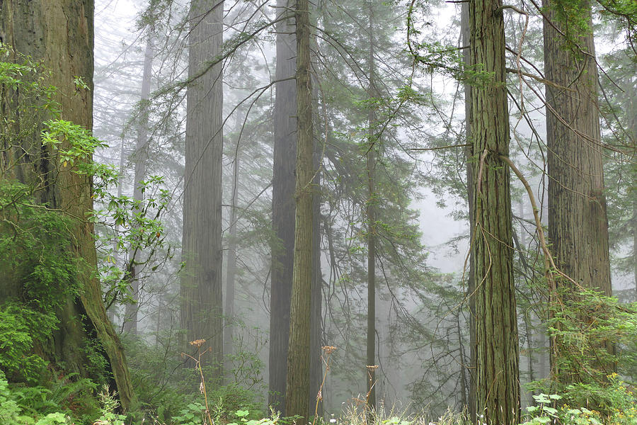 Cali Coast Redwoods Photograph by JustJeffAz Photography