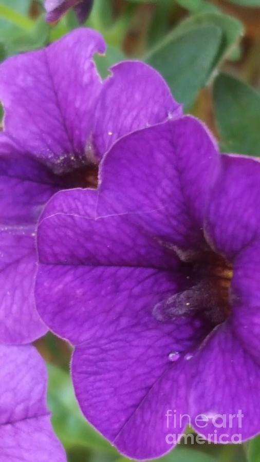 Calibrachoa Purple Hues Photograph