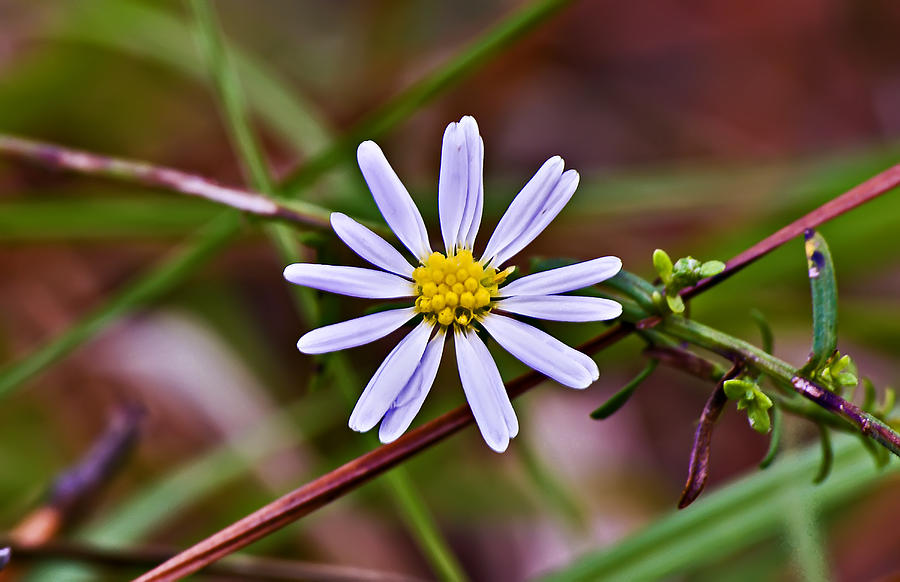 Calico Aster Photograph by Michael Whitaker