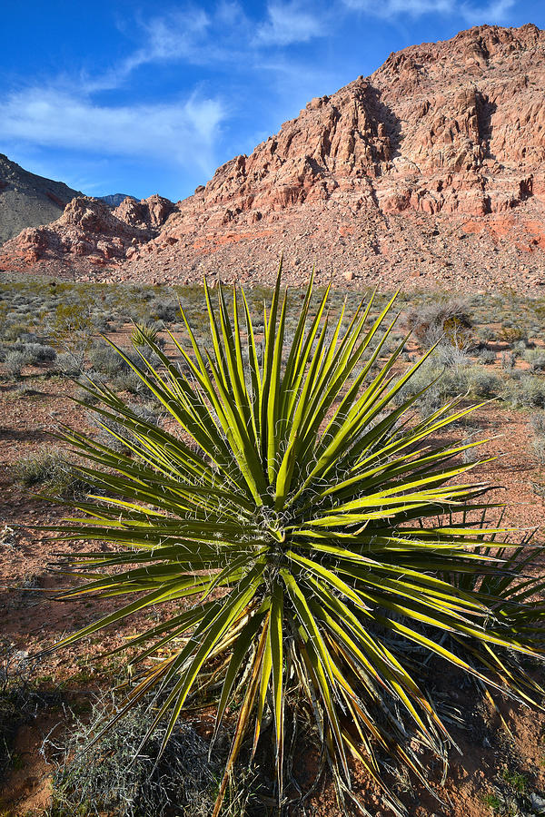 Calico Basin Yucca Photograph by Ray Mathis