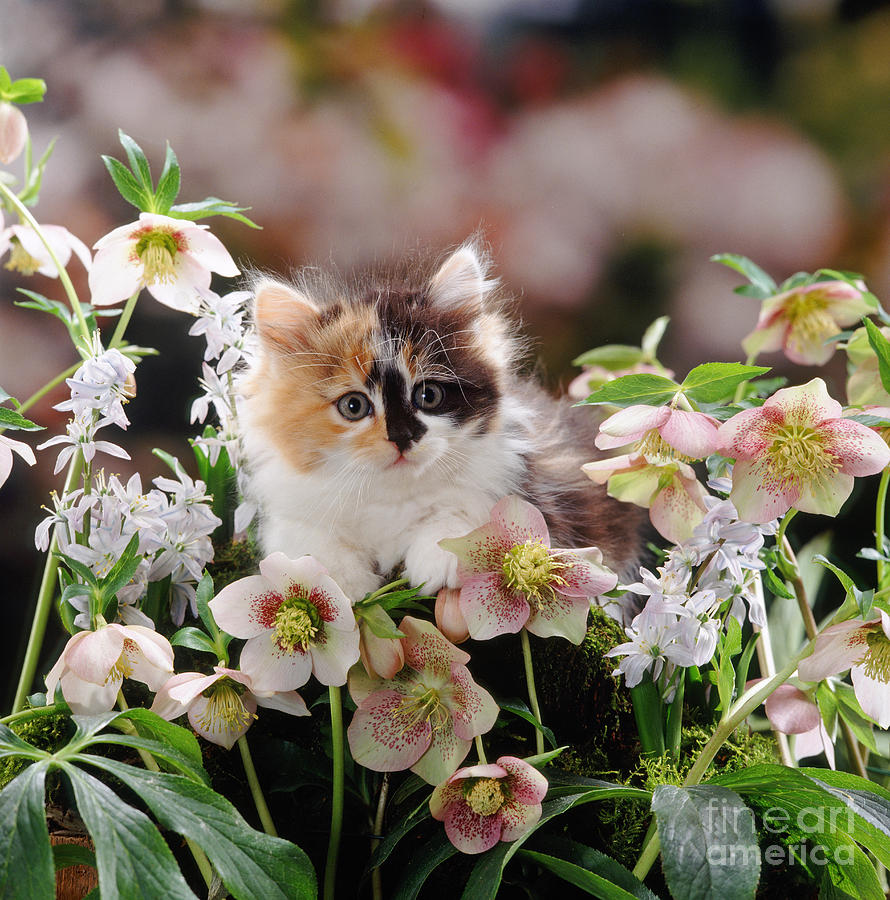 Flower Photograph - Calico Calm by Warren Photographic