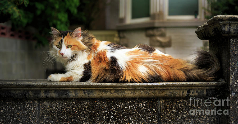 Calico Cat Photograph by Craig J Satterlee