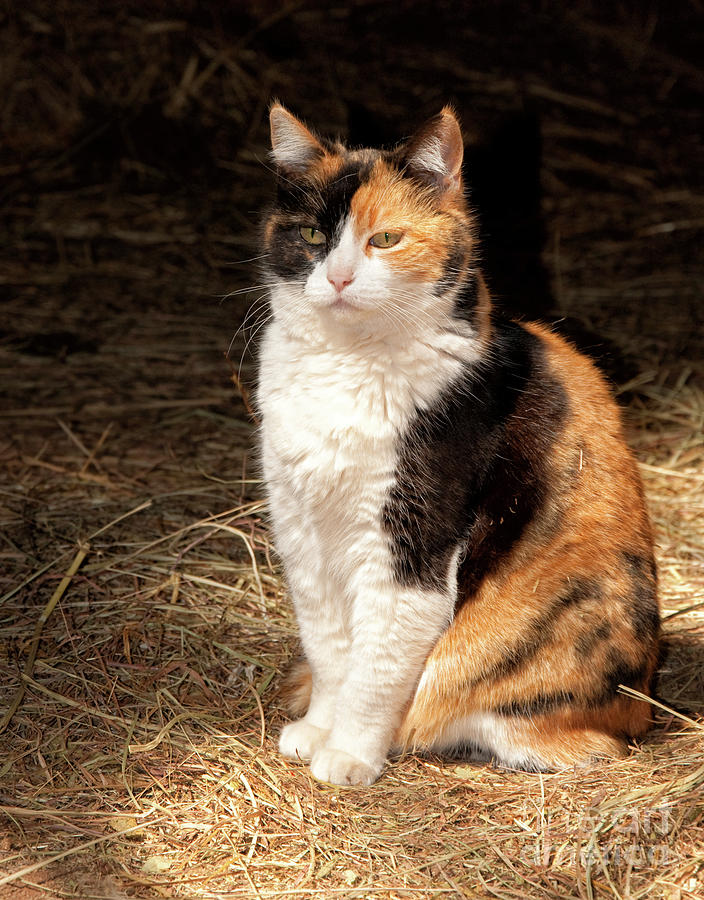 Calico Cat in a Sun Beam Photograph by Sari ONeal