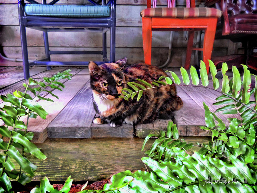 Calico Cat Key West Porch Photograph
