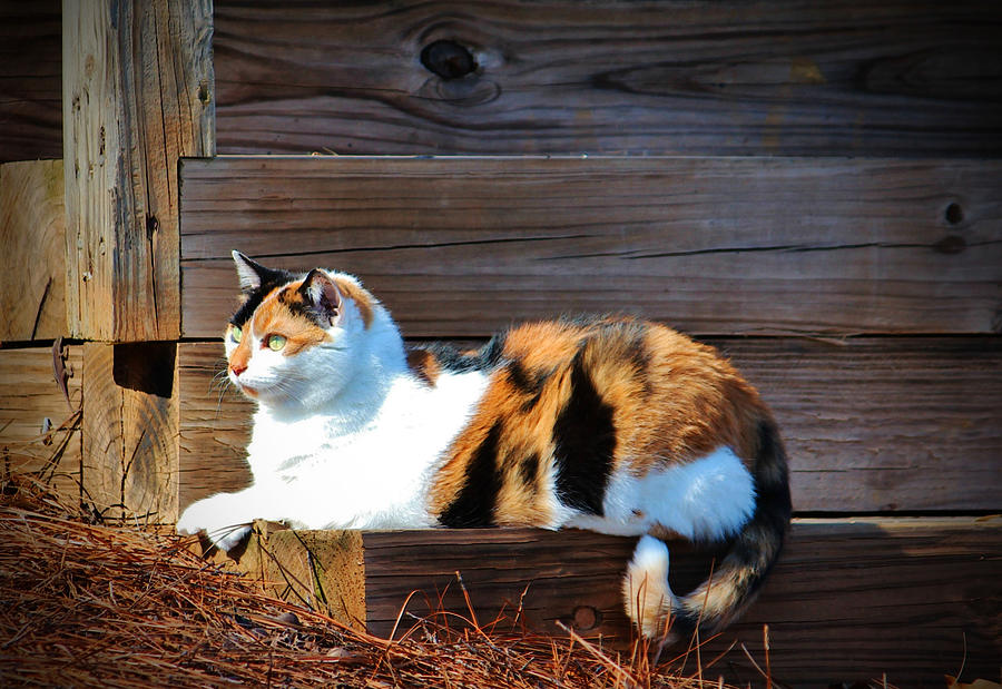 Cat Photograph - Calico Cat On The Steps by Cynthia Guinn