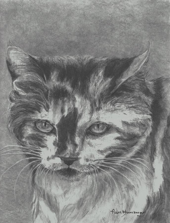 Calico Cat Drawing by Pamela Humbargar