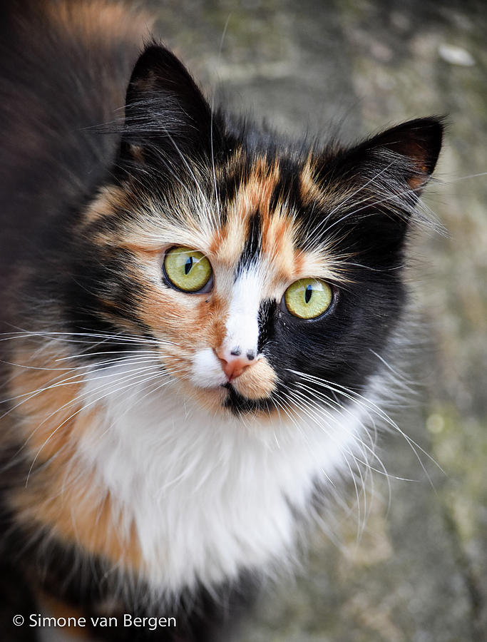 Calico Cat Photograph by Simone Van Bergen - Pixels