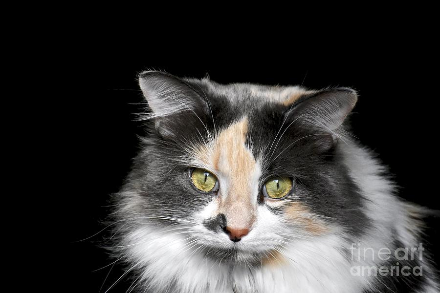 black and gray calico cat