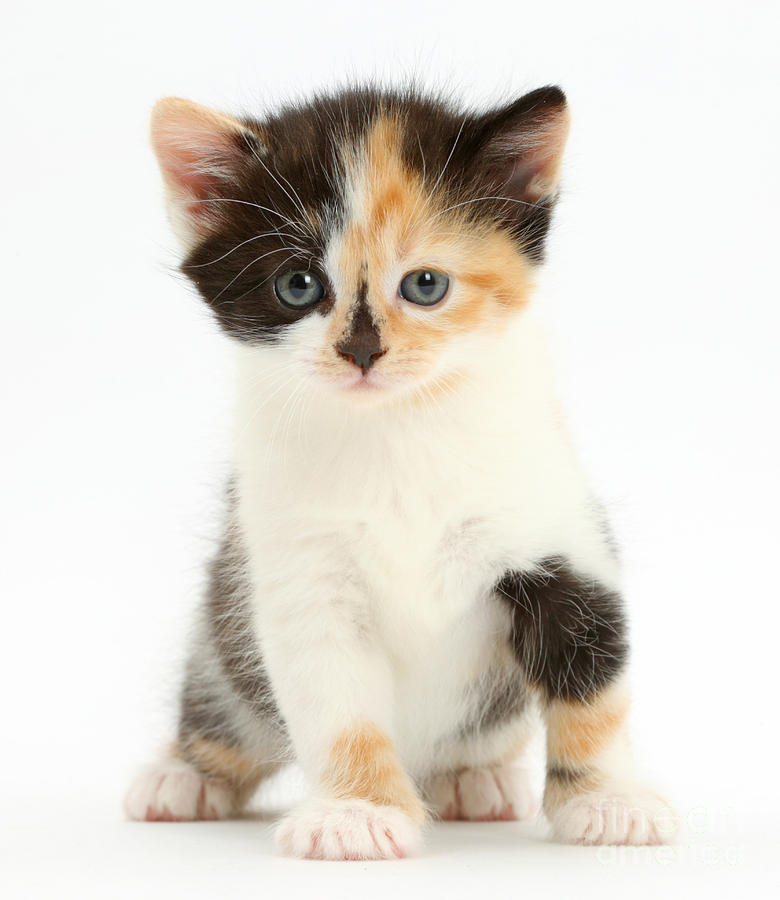Calico Kitten Photograph by Mark Taylor