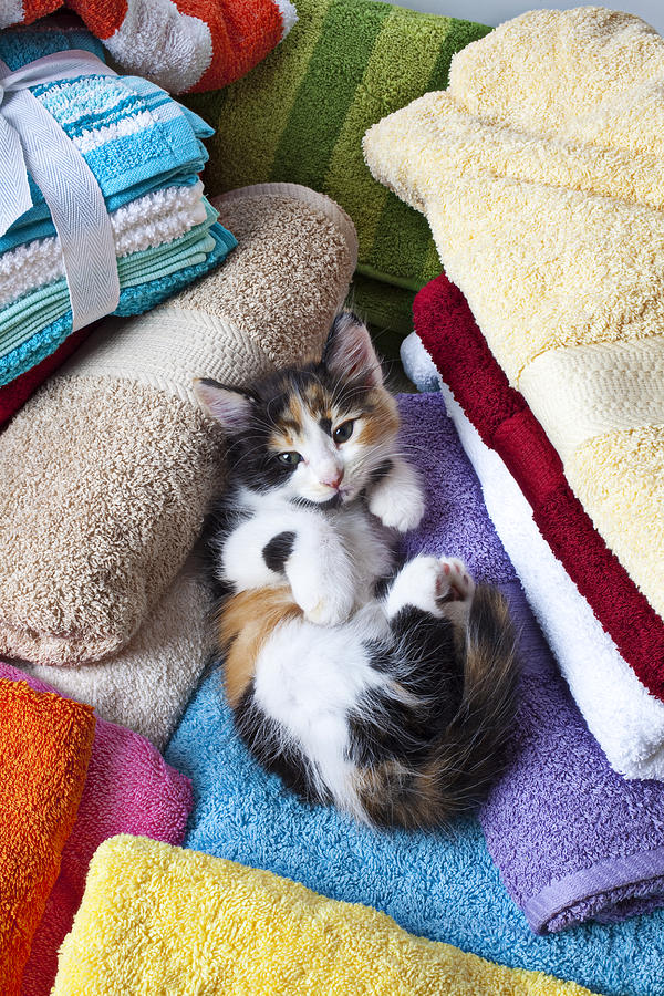 Cat Photograph - Calico kitten on towels by Garry Gay