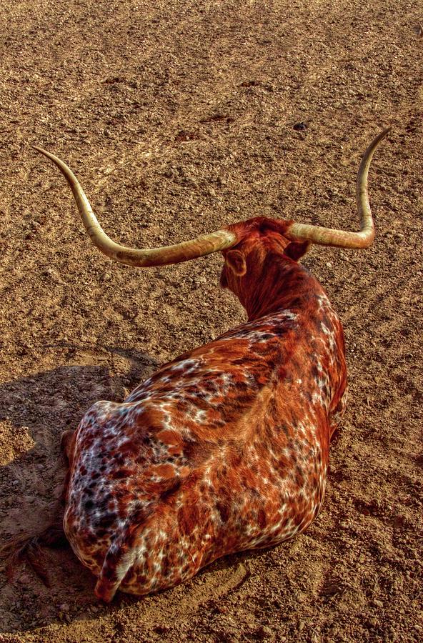 Cow Digital Art - Calico Longhorn by Linda Unger