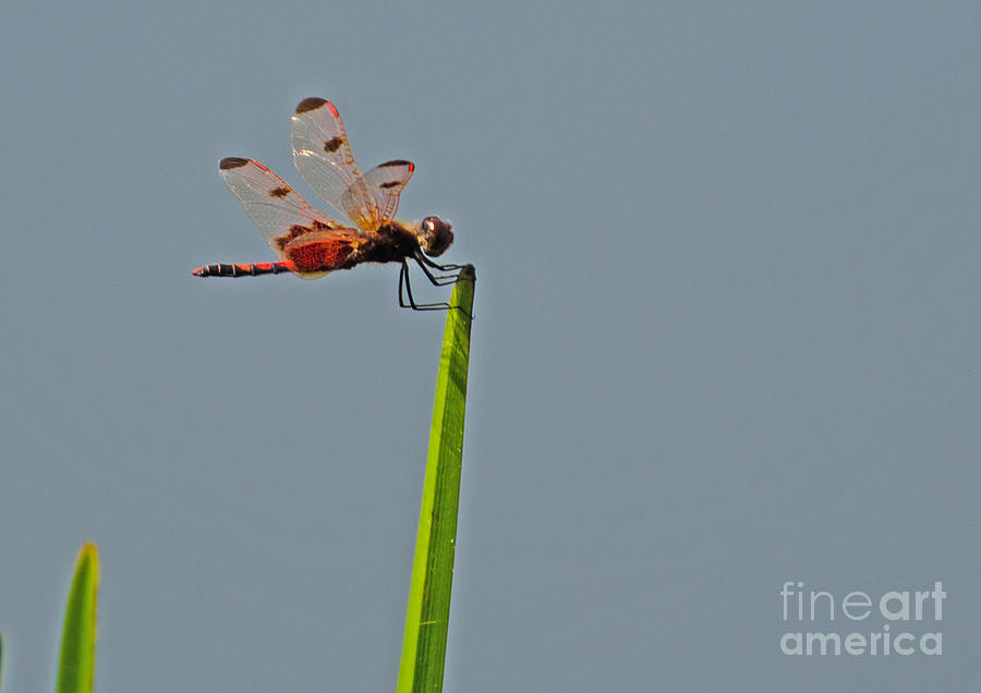 Calico Pennant Dragonfly Photograph by Donna Brown