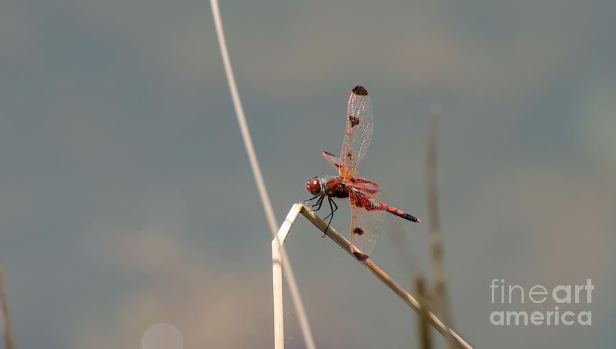Calico Pennant Male Photograph by Donna Brown