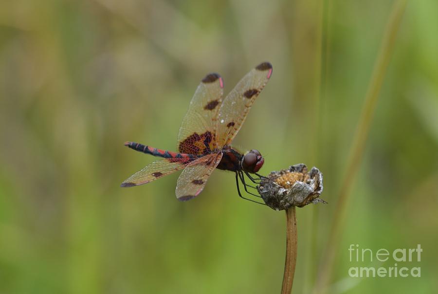 Calico Pennant Photograph by Randy Bodkins