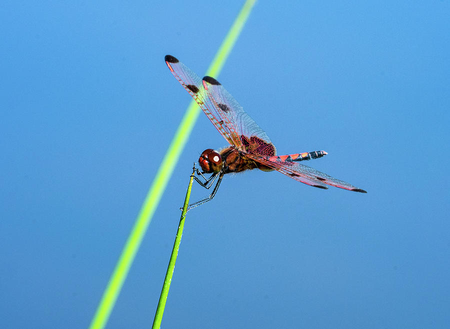 Calico Pennant Skimmer on Apical Point of Grass Blade Photograph by Douglas Barnett