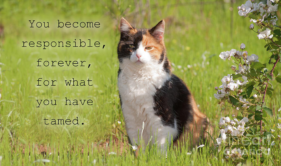 Calico Quote Photograph by Sari ONeal