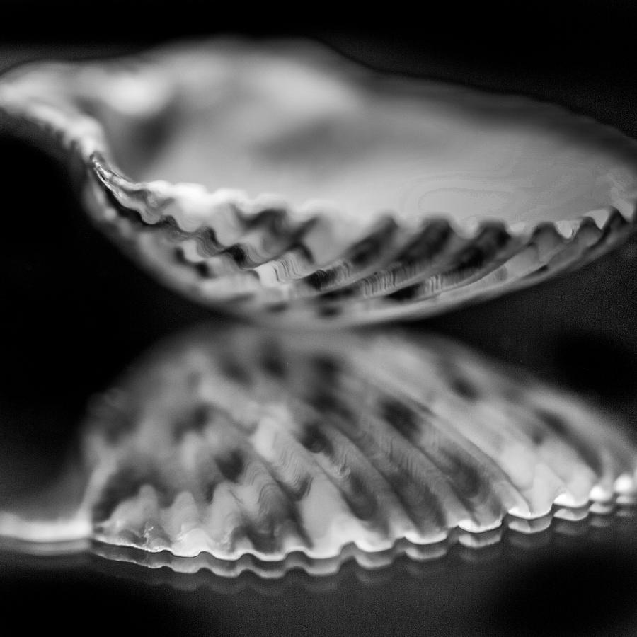 Calico Scallop b/w Photograph by Hermes Fine Art