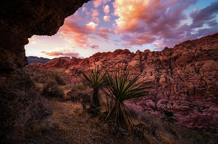 Calico Sunset by Bjorn Burton Calico Sunset by Bjorn Burton