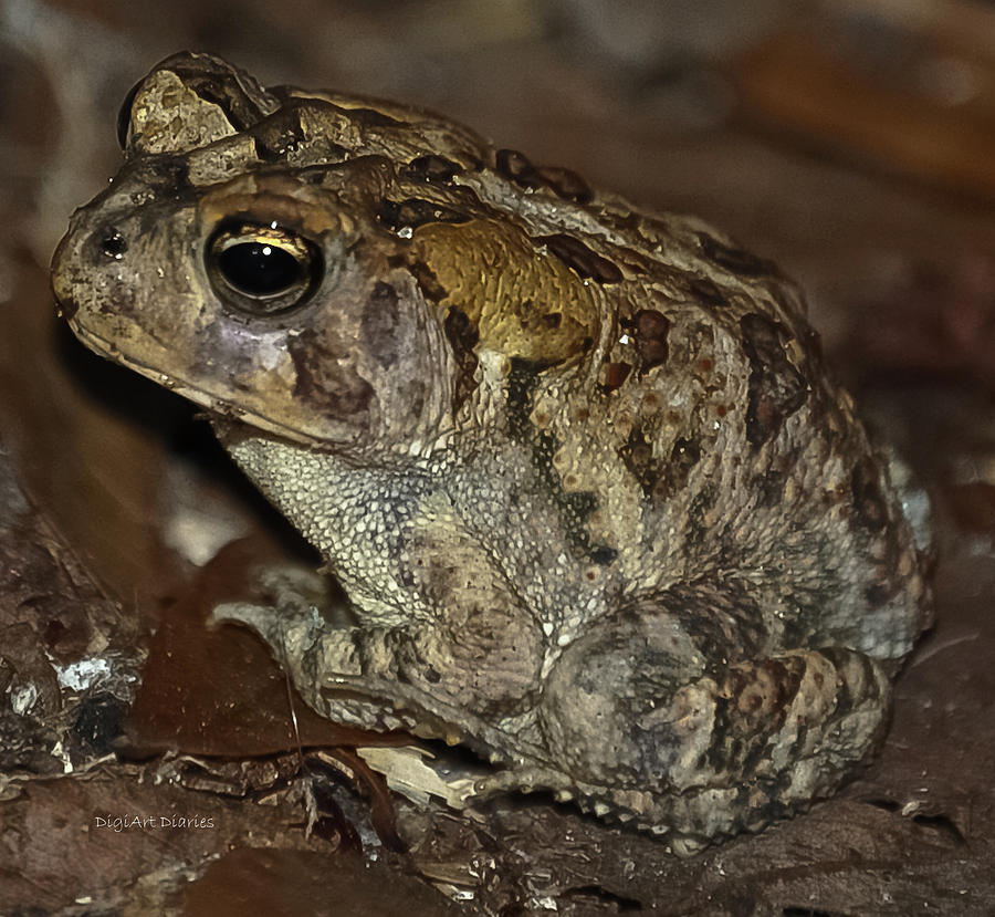 Calico Toad Photograph by DigiArt Diaries by Vicky B Fuller