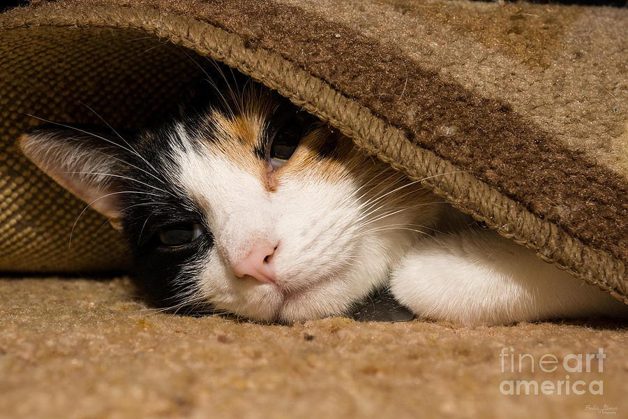 Calico Under The Rug Photograph by Jennifer White