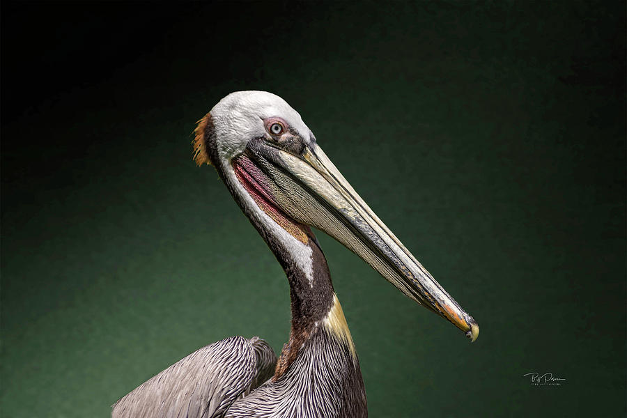 Calif. Pelican Photograph by Bill Posner