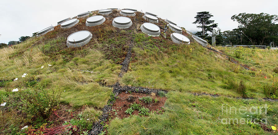 California Academy of Sciences Living Roof in San Francisco, California Photograph by David Oppenheimer