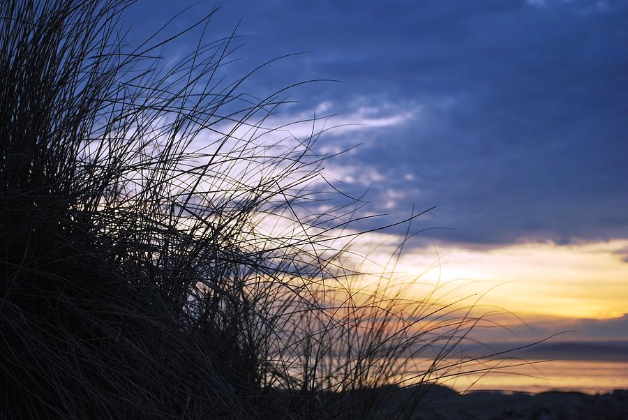 Tree Photograph - California Beach Sunset - Plants Overlook by Matt Quest