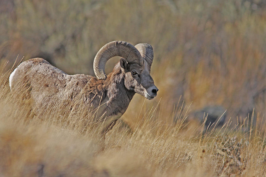 California Bighorn Ram Photograph by Gary Wing