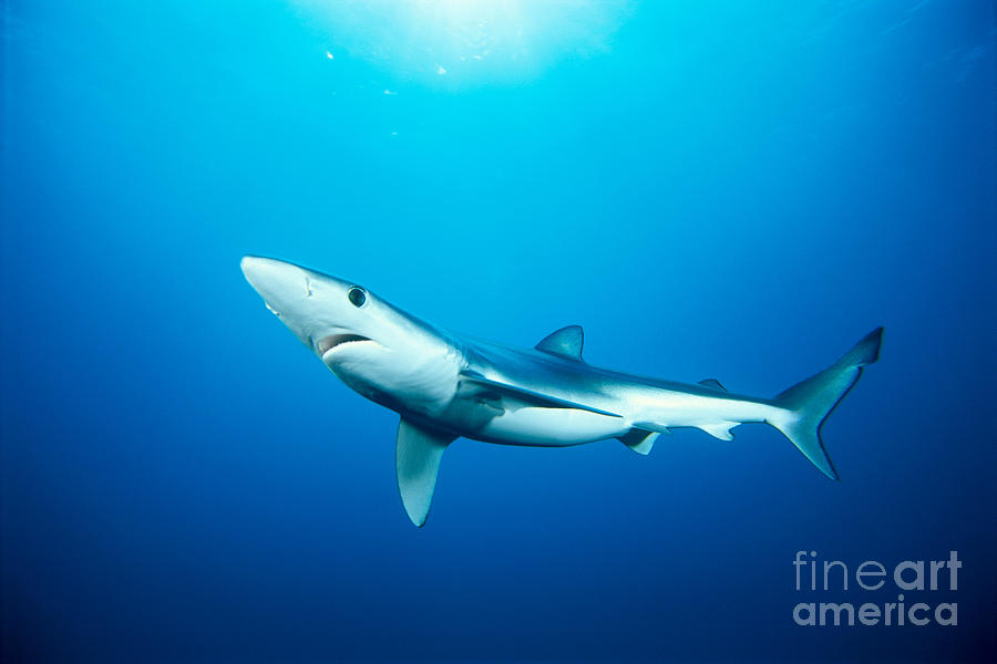 California, Blue Shark Photograph by Dave Fleetham - Printscapes