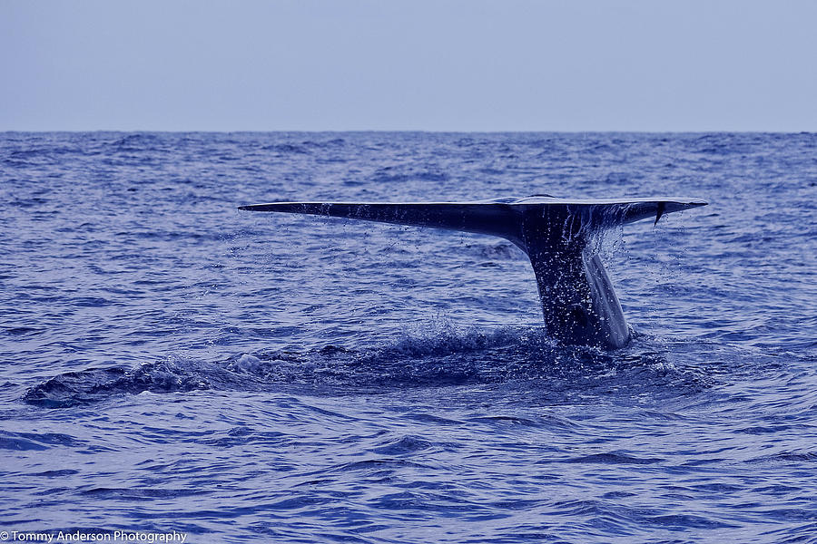 California Blue Whale Tail Photograph by Tommy Anderson - Fine Art America