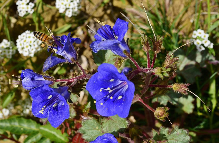 California Bluebell Wildflower - phacelia campanularia 1 x Photograph by  Linda Brody - Fine Art America