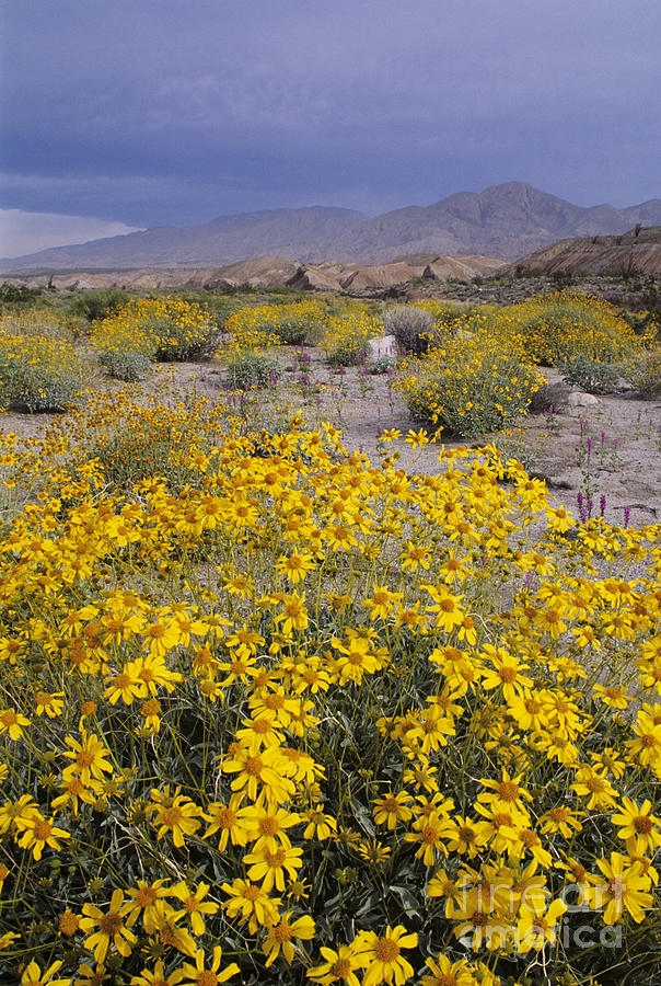 California Brittlebush Photograph by Greg Vaughn - Printscapes | Fine ...