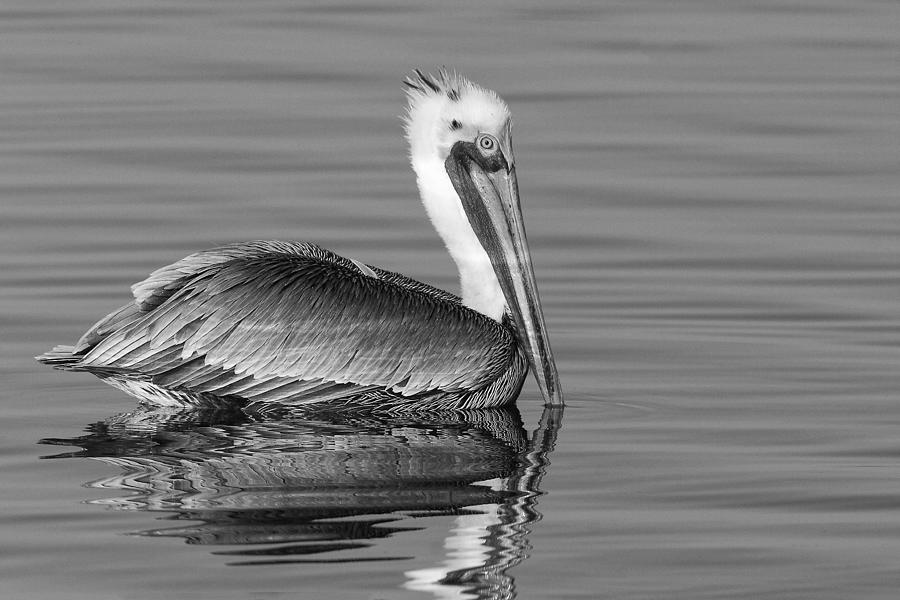 California Brown Pelican - Black and White - Monochrome Photograph by Ram Vasudev
