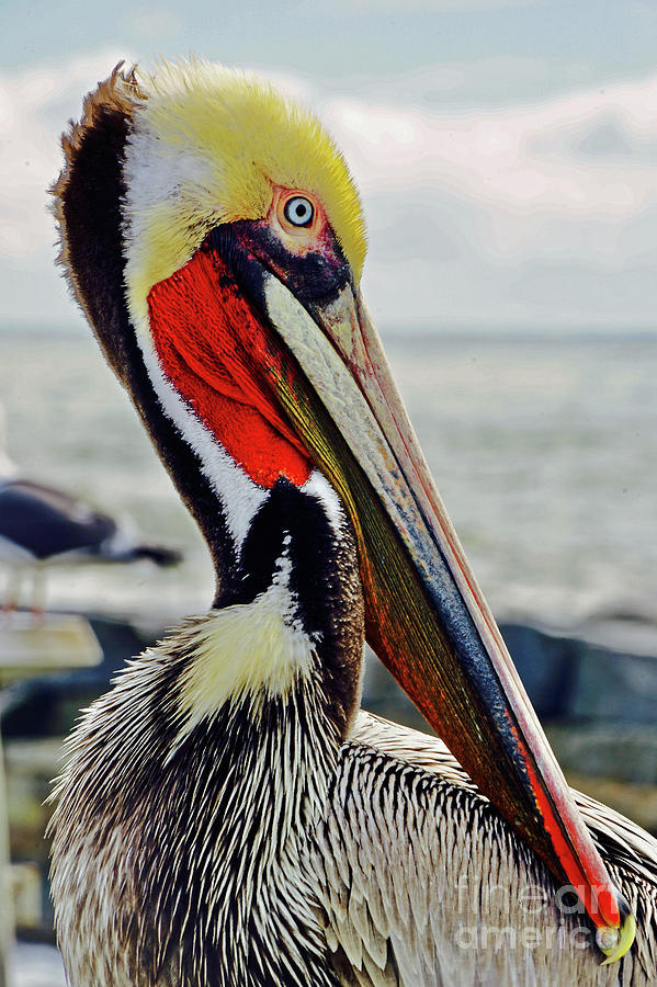 California Brown Pelican Photograph by Michael Cinnamond