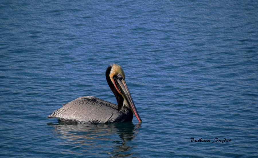 California Brown Pelican Oil Painting by Barbara Snyder