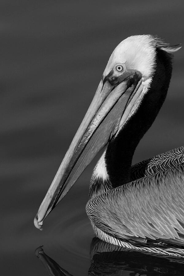 California Brown Pelican Portrait black and white monochrome Photograph by Ram Vasudev