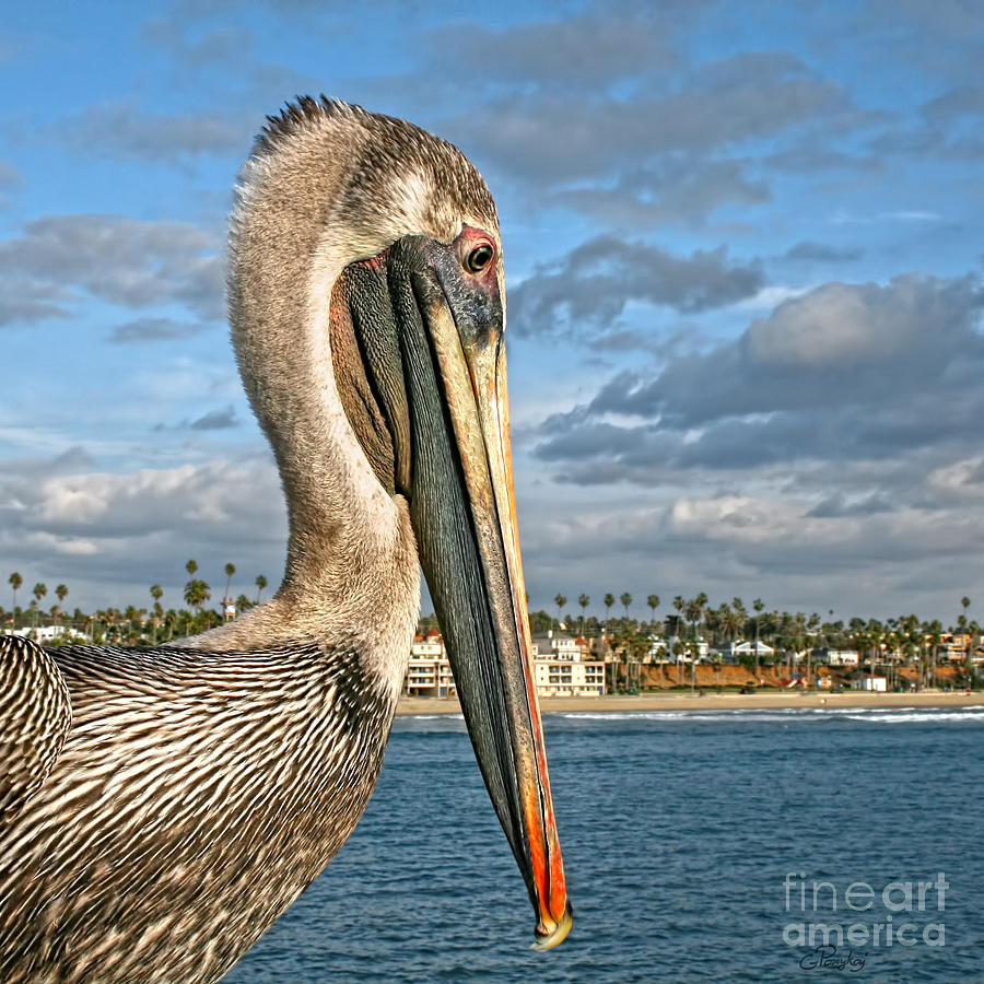 California Brown Pelican Portrait Photograph by Gabriele Pomykaj