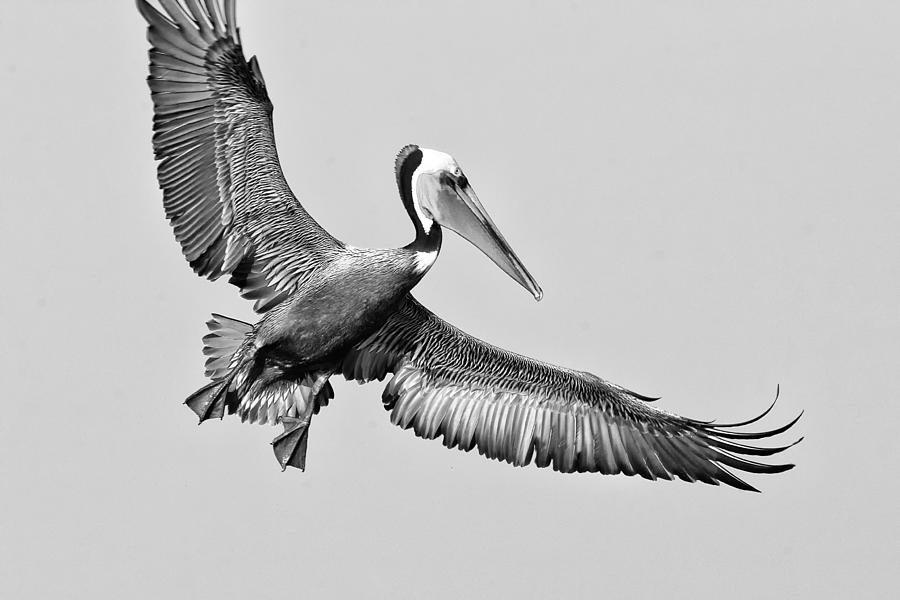 California Brown Pelican With Stretched Wings - Black And White - Monochrome Photograph
