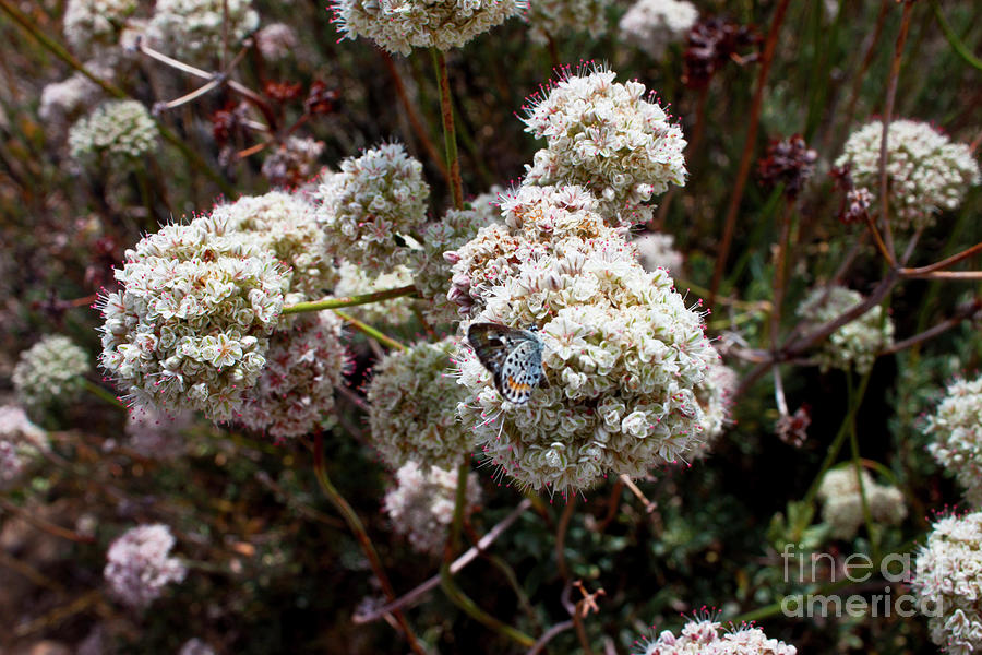 California Buckwheat Photograph by Ivete Basso Photography