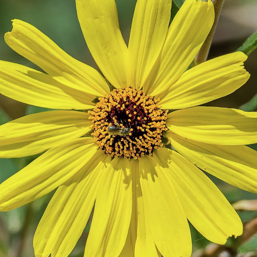 California Bush Sunflower Photograph by Morris Finkelstein - Pixels