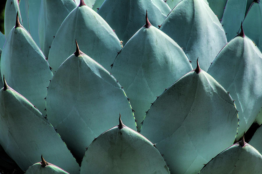California Cabbage Cactus Agave Photograph by Randall Nyhof