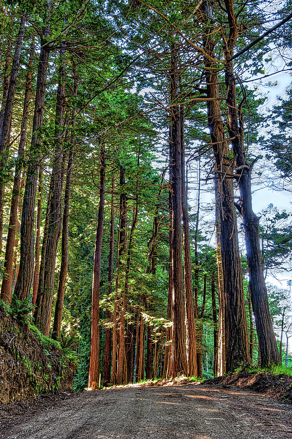 fortvivlelse Anden klasse tilnærmelse California Coast Redwood Trees Bixby Bridge Photograph by Dan Carmichael -  Pixels