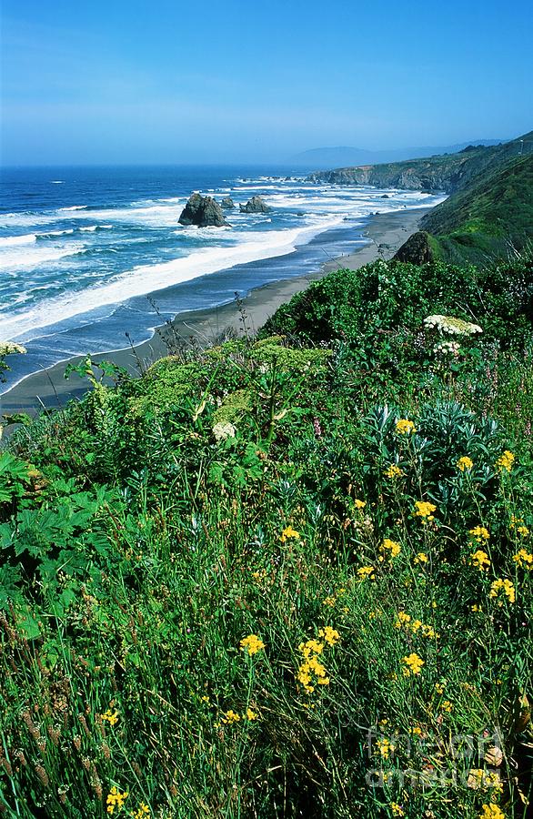 Flowers Photograph - California Coast by Ronnie Glover Flowers Photograph - California Coast by Ronnie Glover