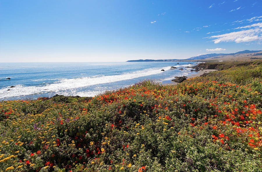 California Coast -  Wildflowers Photograph by Dan Carmichael