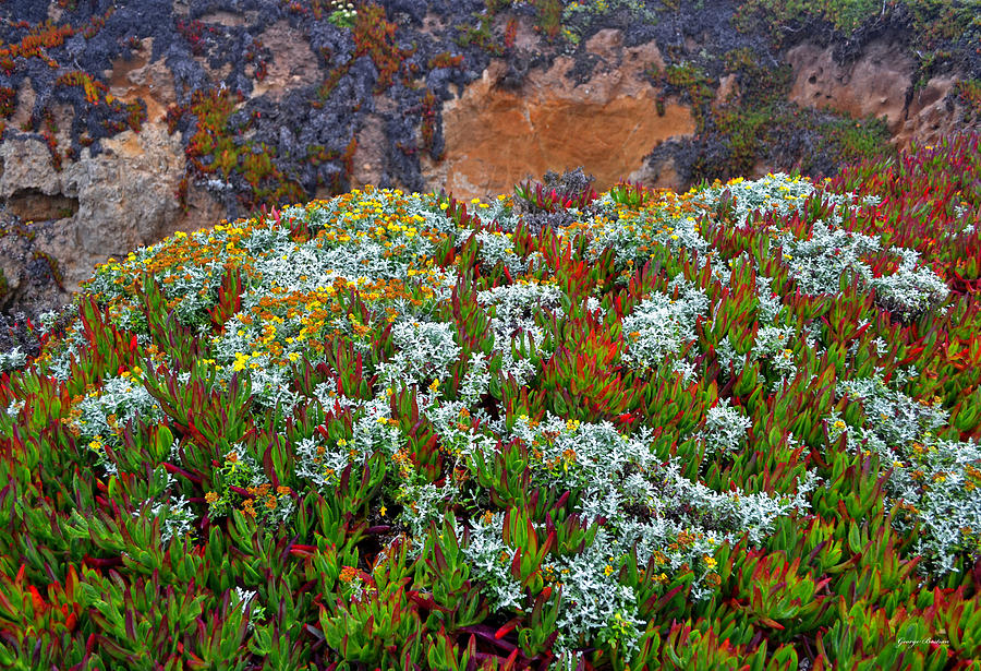 Flower Photograph - California Coast Wildflowers by George Bostian