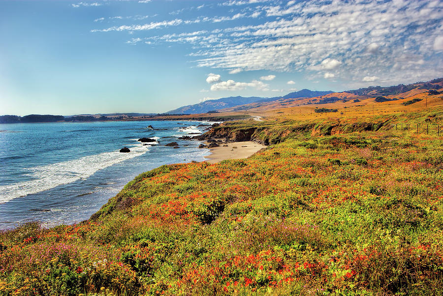 California Coast Wildflowers on Cliffs Photograph by Dan Carmichael